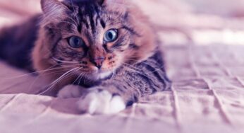 What to Expect on National Cat Day?